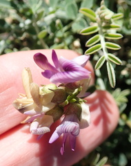 Lessertia spinescens