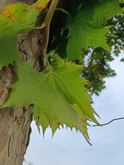 Platanus