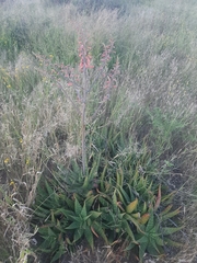 Aloe grandidentata