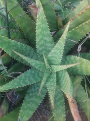 Aloe grandidentata