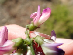 Lessertia spinescens