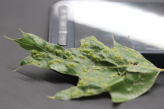 Melikaiella ostensackeni