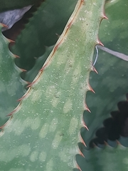 Aloe grandidentata