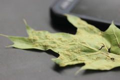 Melikaiella ostensackeni