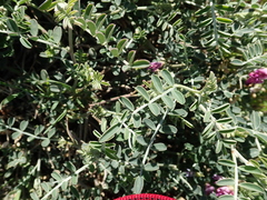 Lessertia spinescens