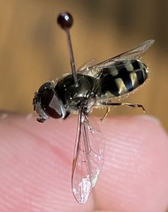 Platycheirus stegnus