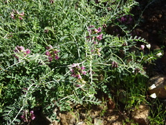 Lessertia spinescens