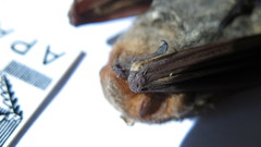 Lasiurus blossevillii