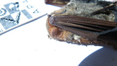 Lasiurus blossevillii