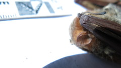 Lasiurus blossevillii