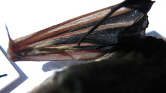 Lasiurus blossevillii