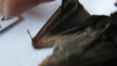 Lasiurus blossevillii