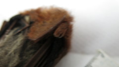 Lasiurus blossevillii