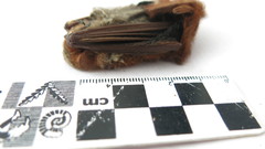 Lasiurus blossevillii