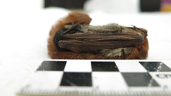 Lasiurus blossevillii