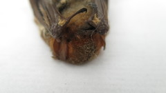 Lasiurus blossevillii