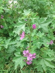 Malva sylvestris