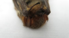 Lasiurus blossevillii