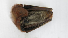 Lasiurus blossevillii