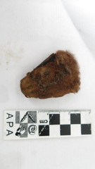 Lasiurus blossevillii