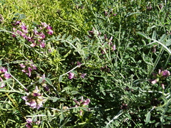 Lessertia spinescens