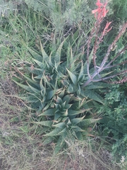 Aloe grandidentata