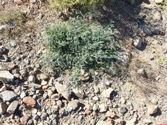 Lessertia spinescens