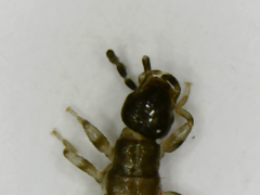 Neodermaptera