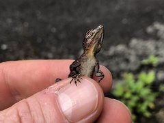 Anolis distichus