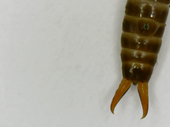 Neodermaptera