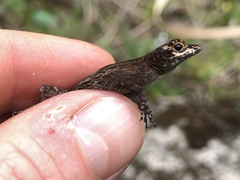 Anolis distichus