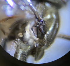 Platycheirus stegnus