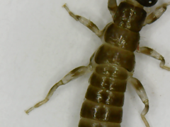 Neodermaptera