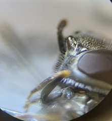 Platycheirus stegnus