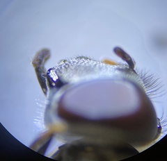 Platycheirus stegnus