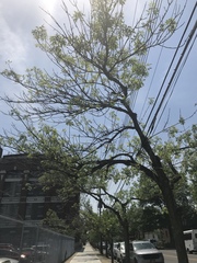 Fraxinus pennsylvanica