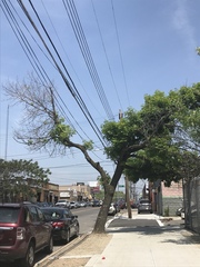 Fraxinus pennsylvanica