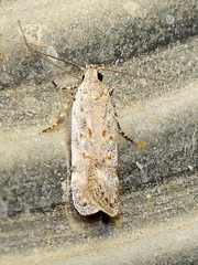 Filatima