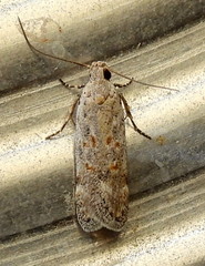 Filatima