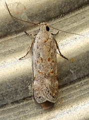 Filatima