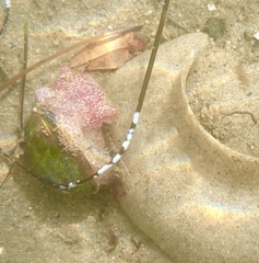 Bulla gouldiana