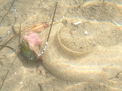 Bulla gouldiana