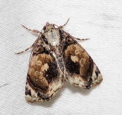 Drobeta
