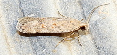 Filatima