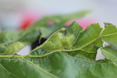 Melikaiella ostensackeni