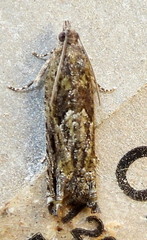 Pseudexentera haracana