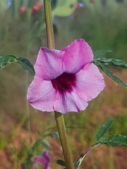 Sesamum triphyllum