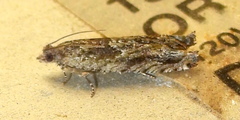 Pseudexentera haracana