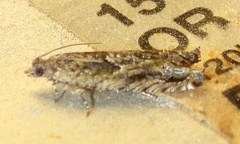 Pseudexentera haracana