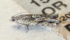 Pseudexentera haracana